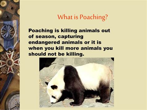 pahingi in english|Meaning of Pahingi .
